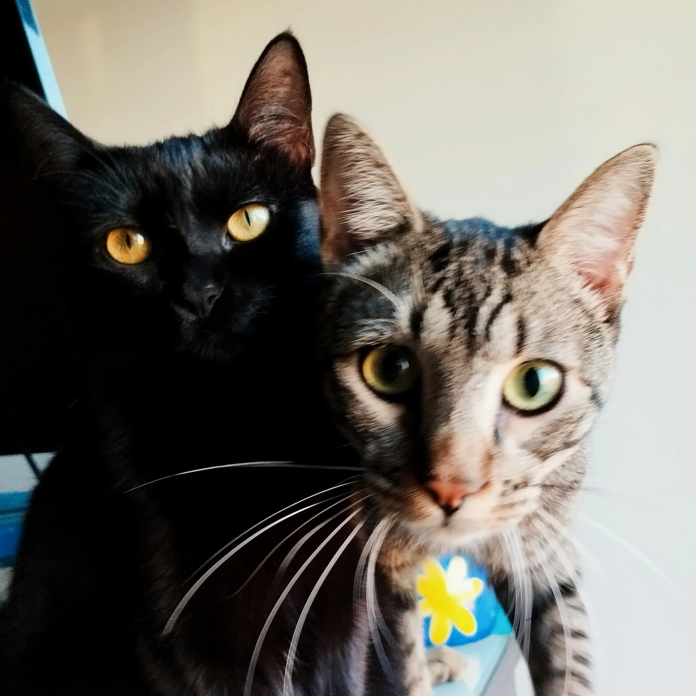 Dos gatos, uno negro con ojos amarillos y uno atigrado con ojos verdes, juntos cerca de la cámara.