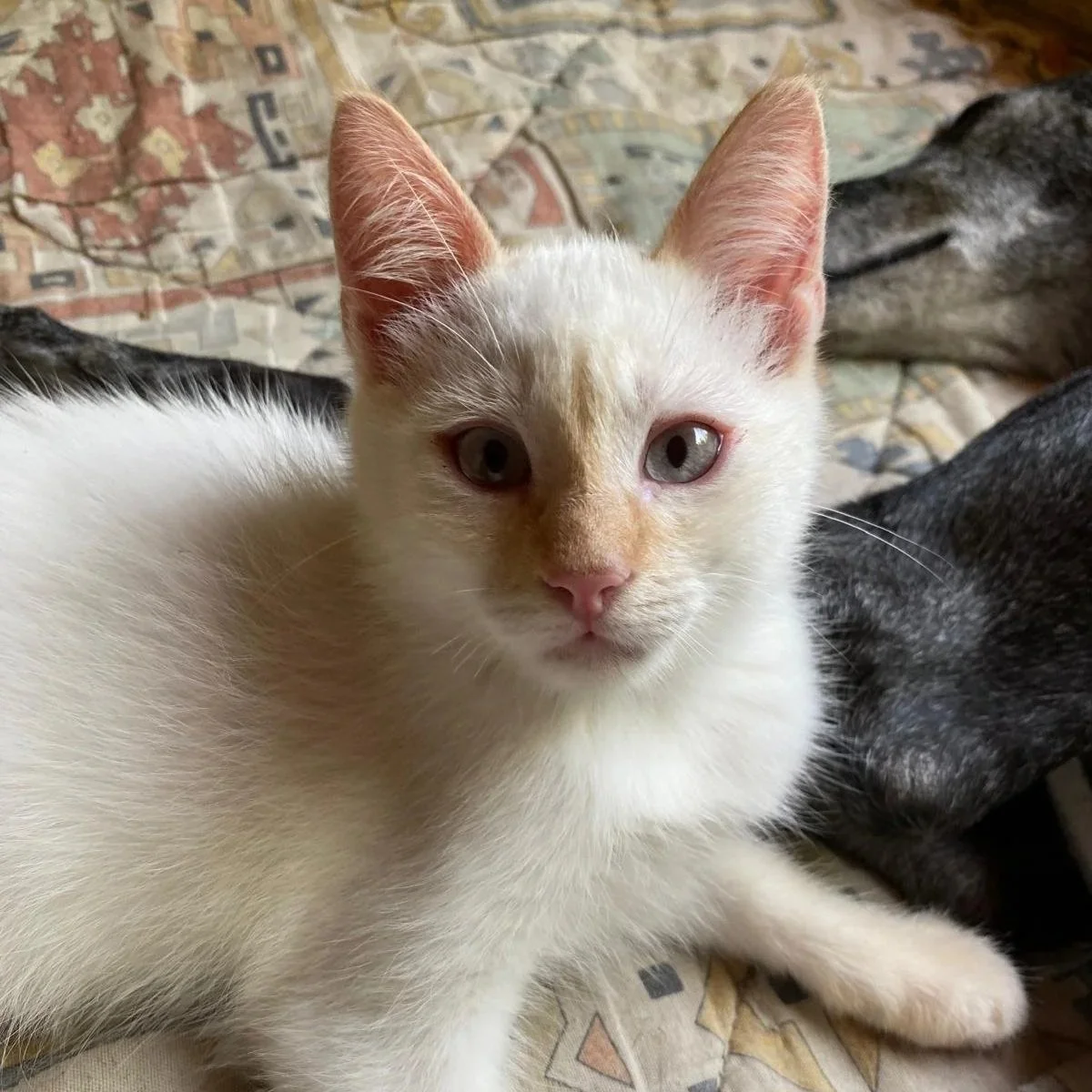 Gatito blanco con ojos azules sobre una manta azul y amarilla en un jardín