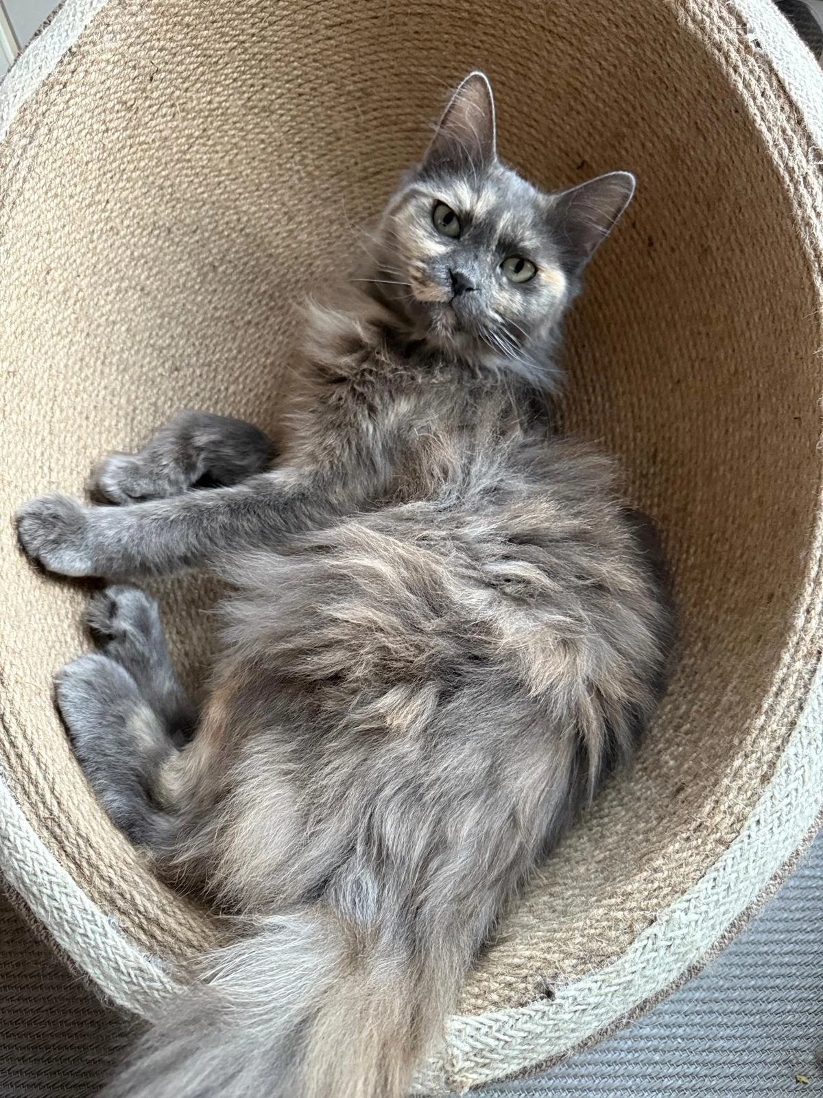 didi (9).jpeg