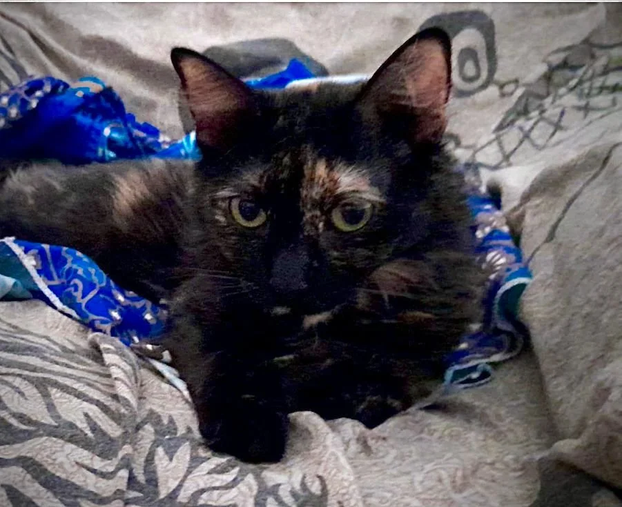 Gata Carey de pelo semi largo. buena y cariñosa