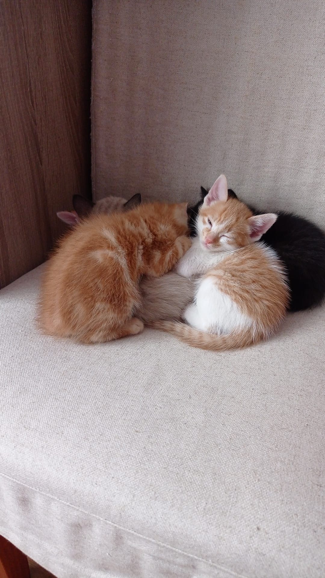 Cuatro gatos acostados en un sillón, uno con ojos cerrados y los otros con sus cabezas sobre ellos, en tonos naranjas, negros y blancos.