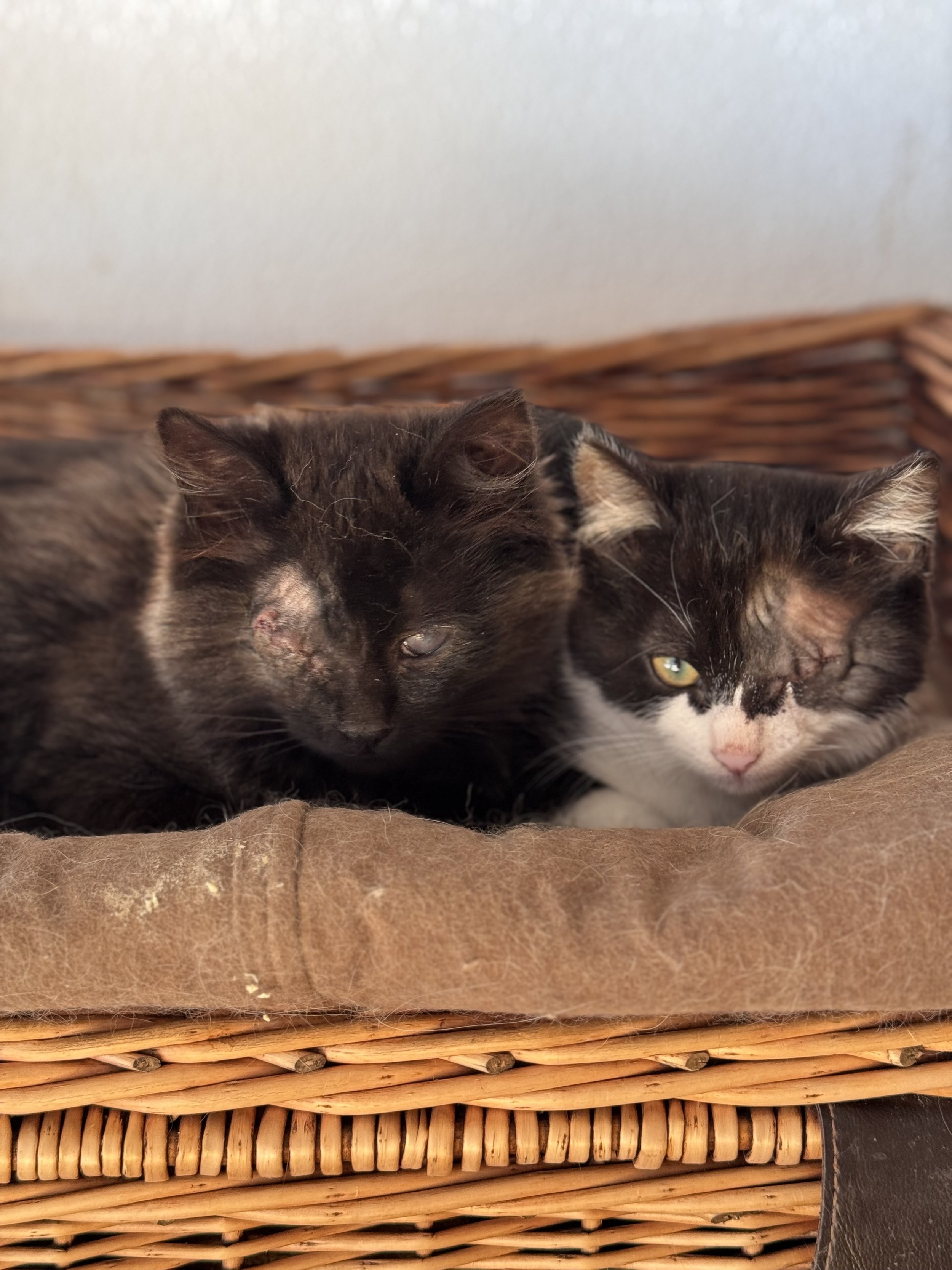 Dos gatos acostados en una cesta de mimbre, uno negro y el otro negro y blanco, ambos con ojos cerrados o medio cerrados.