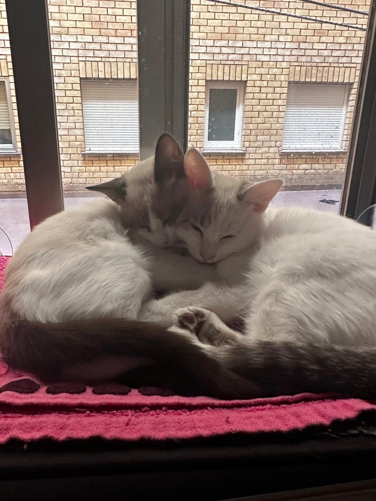 Dos gatos blancos y grises acurrucados en una ventana, durmiendo juntos.
