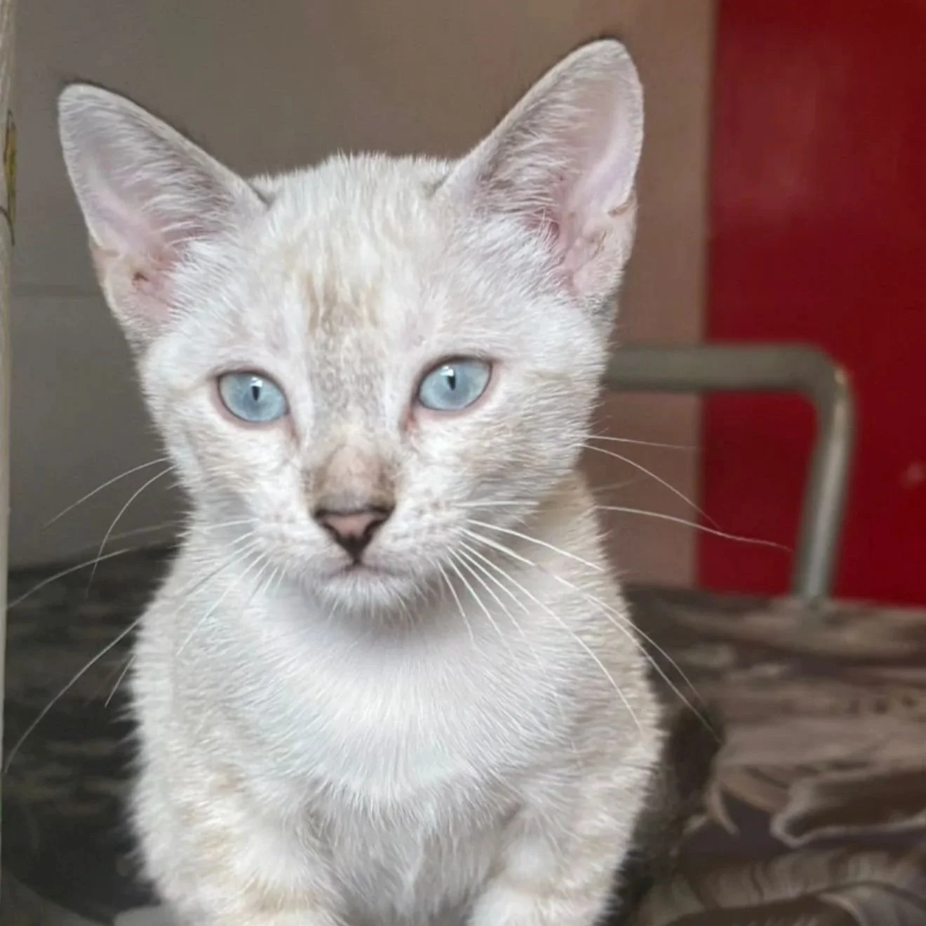 Gatito con ojos azules y pelaje gris claro en un fondo oscuro.