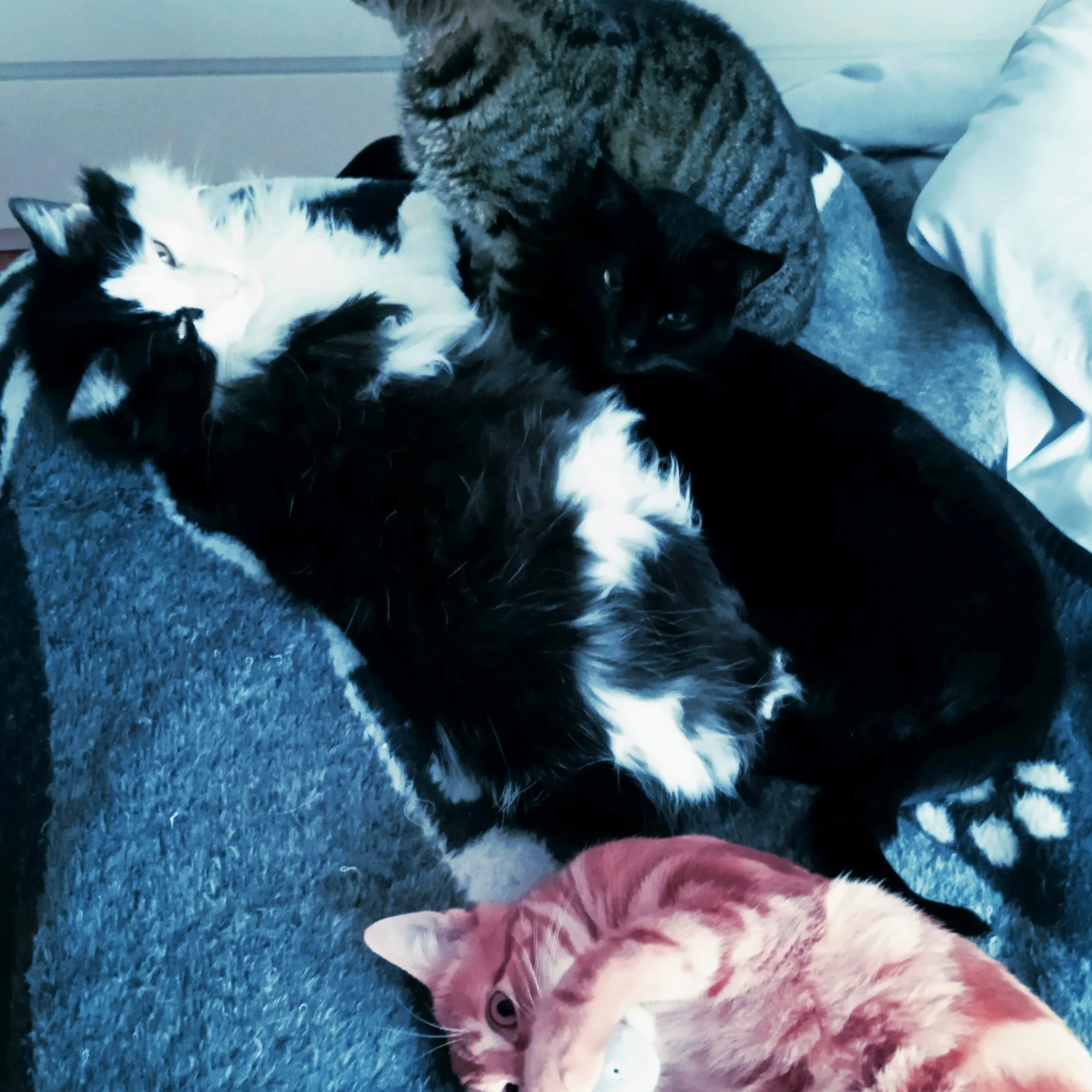 Tres gatos descansando en un sofá: uno atigrado, uno negro con pelaje en blanco y negro y uno naranja con patrones en su pelaje.