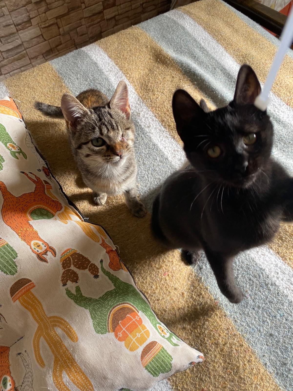 Dos gatos, uno gris con manchas y uno negro, mirando hacia la cámara, en un piso con alfombra de rayas y una almohada decorada con gatos y calabazas.