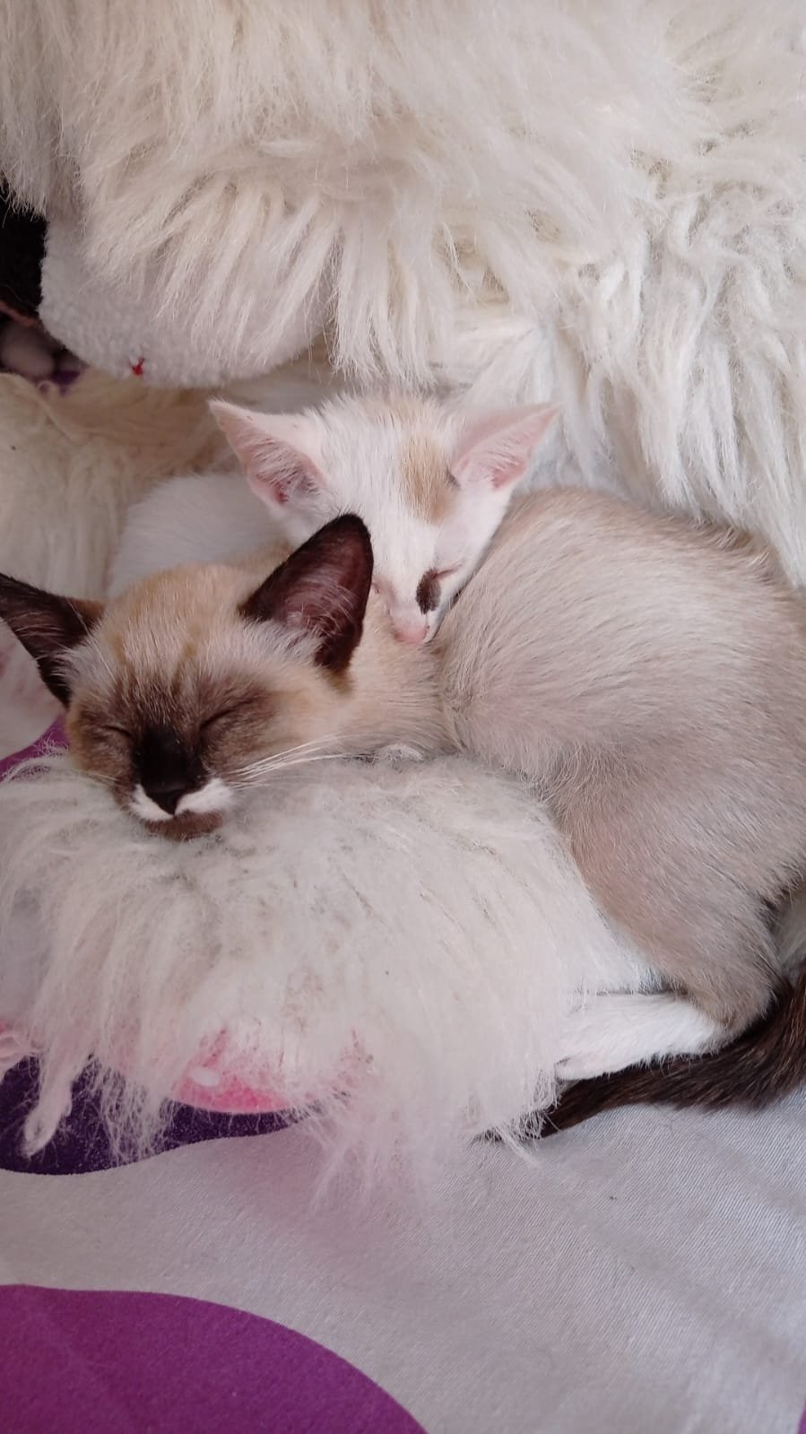 Tres gatos jóvenes durmiendo juntos en una superficie blanca y esponjosa.