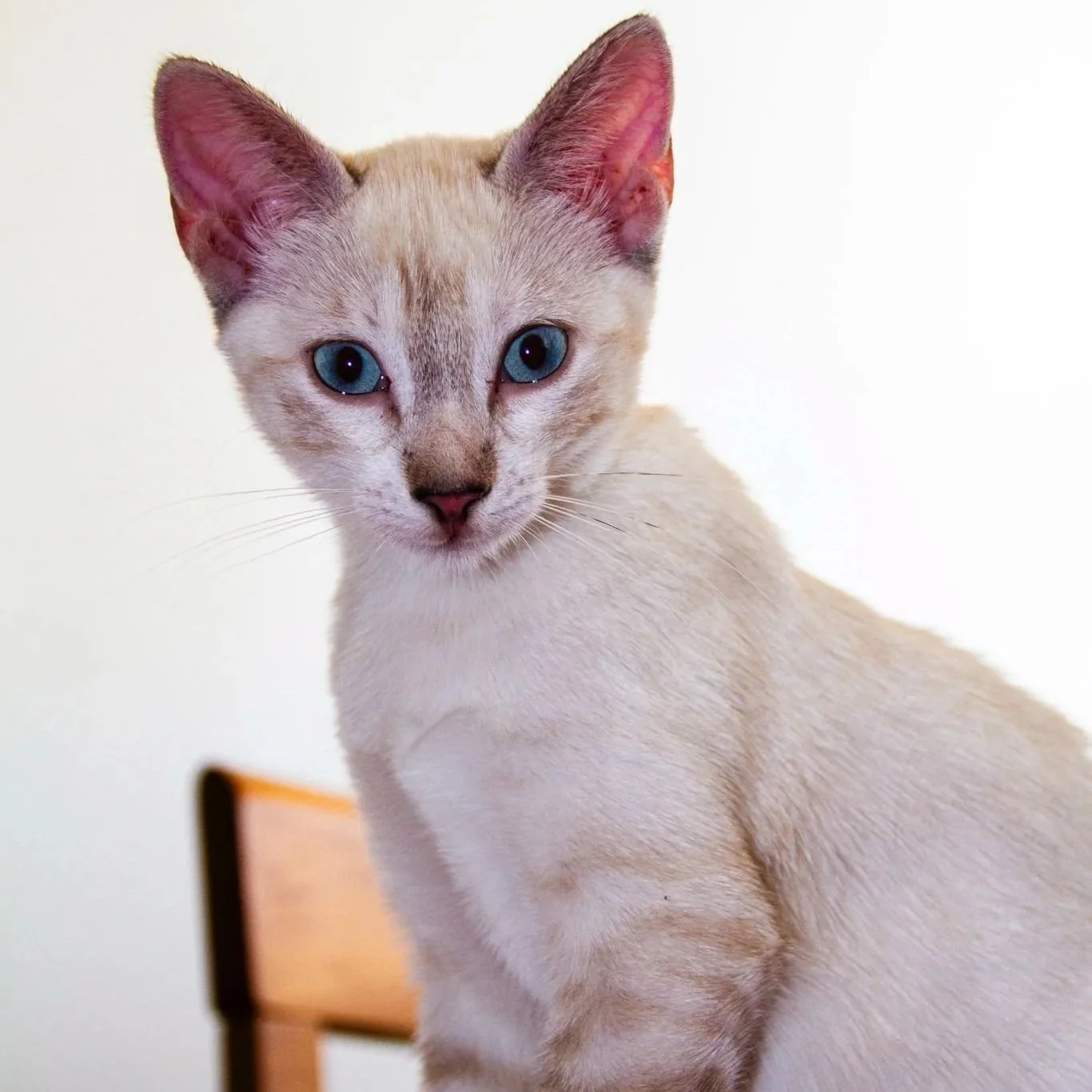 Fifi