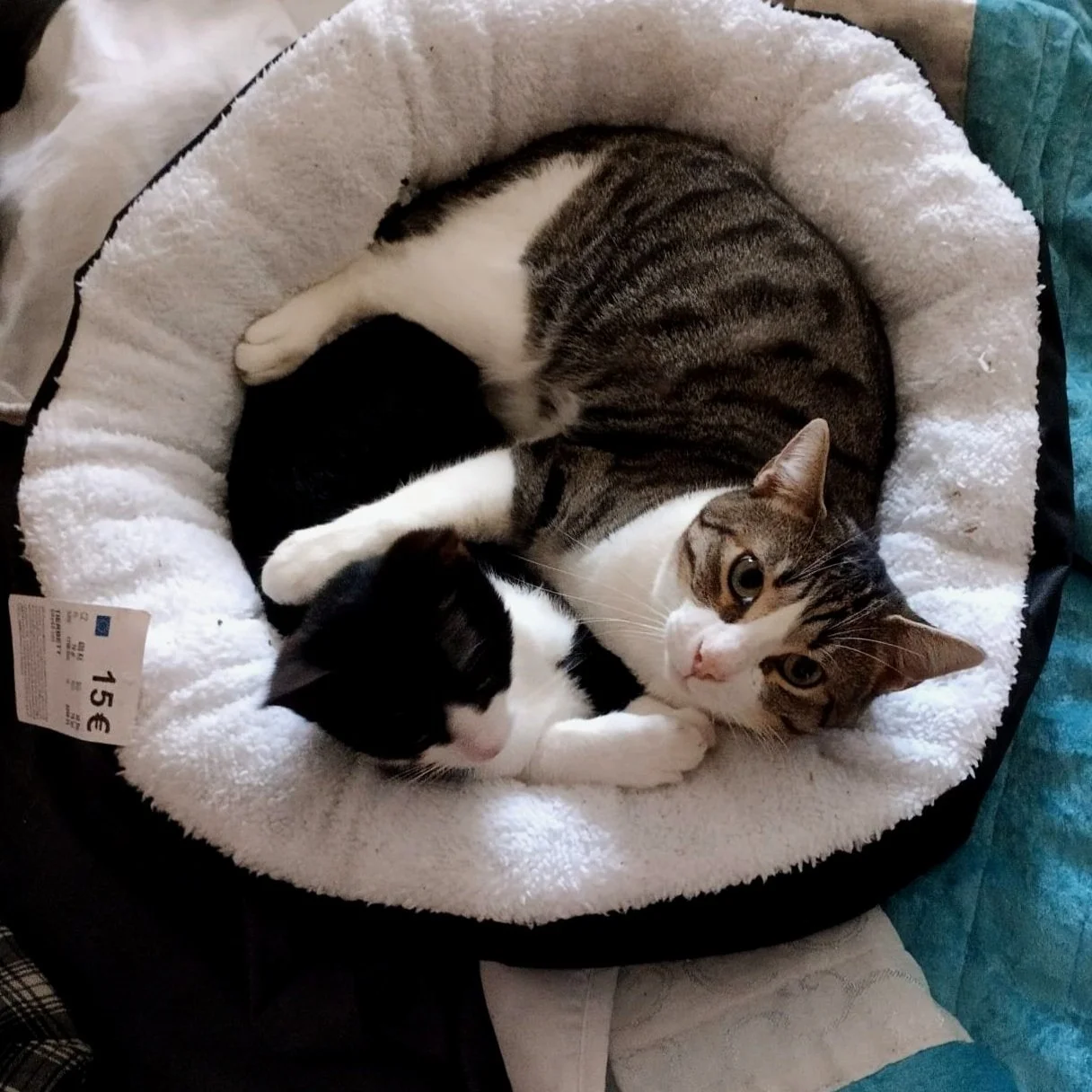 Dos gatos acurrucados en una cama mullida, uno es de color gris y blanco y el otro es negro y blanco.