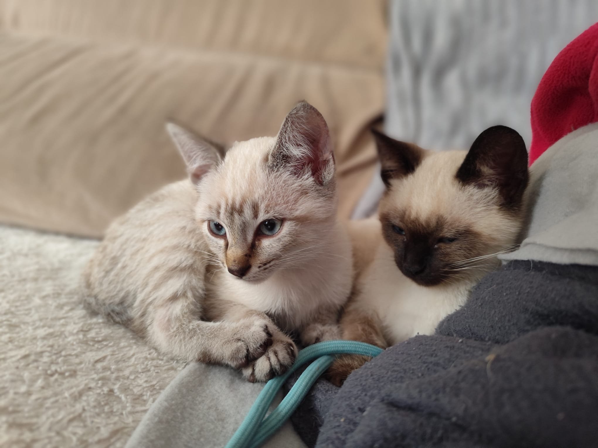 Dos gatitos acostados en un sofá, uno con pelaje claro y ojos azules y el otro con pelaje más oscuro y cerrando los ojos.