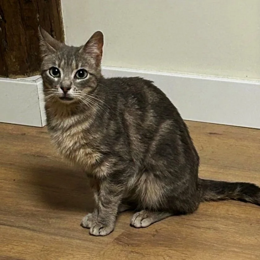 Gato de orejas puntiagudas, pelaje marrón con rayas, sentado en piso de madera junto a pared de color claro.