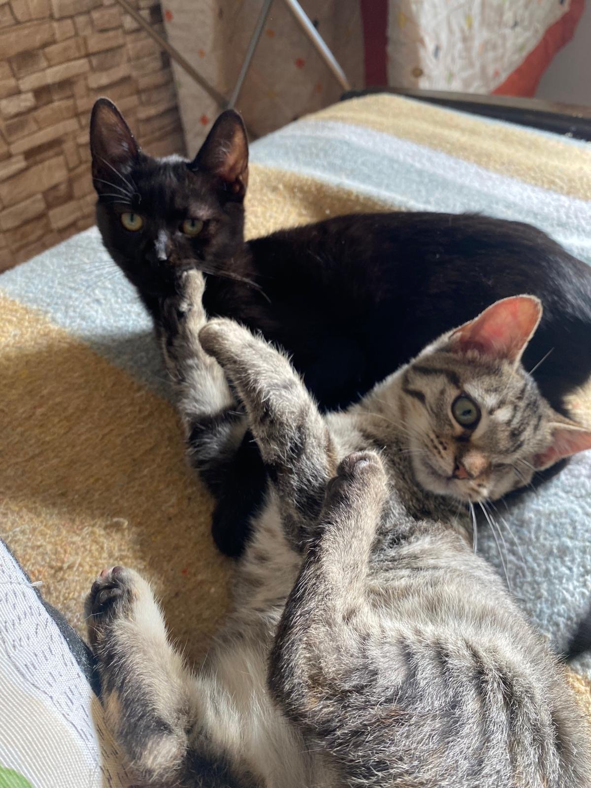 Dos gatos, uno negro y uno atigrado, jugando y descansando en una cama.