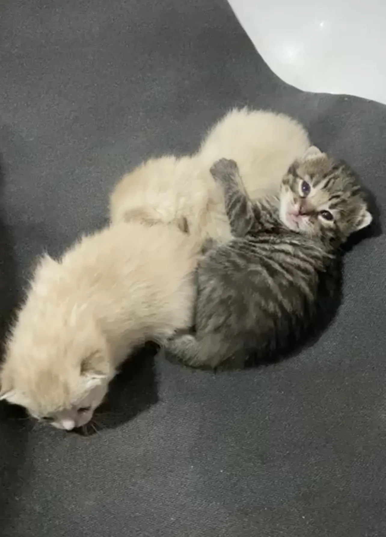 Dos gatitos, uno gris y uno beige, abrazados y acostados juntos en una superficie negra.
