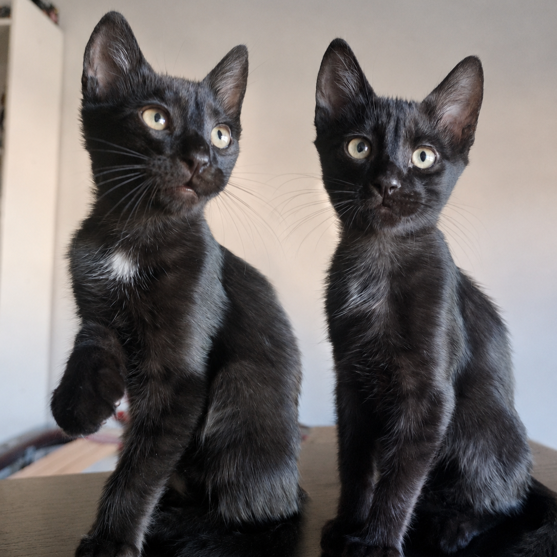 Puku y Puka
