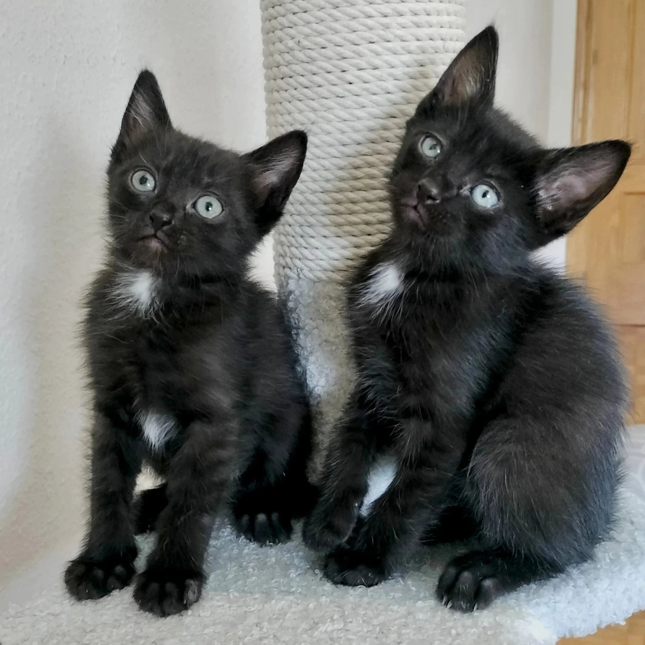 Nico y Ney