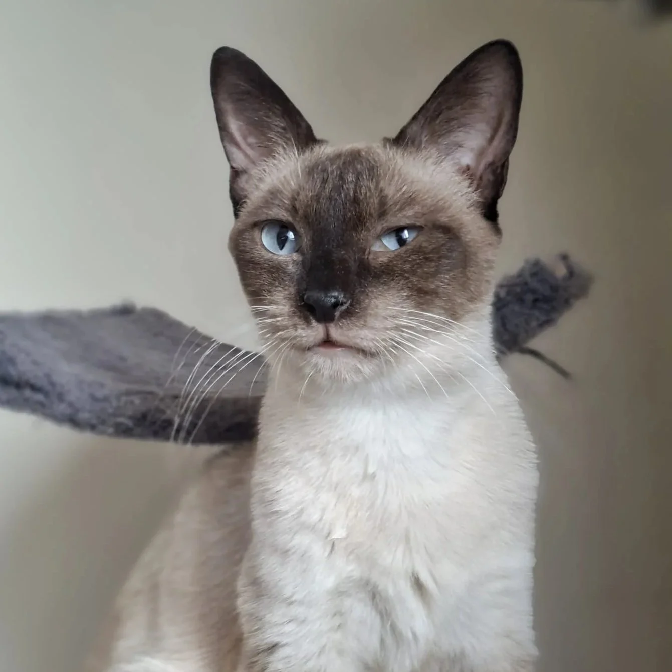 Kara