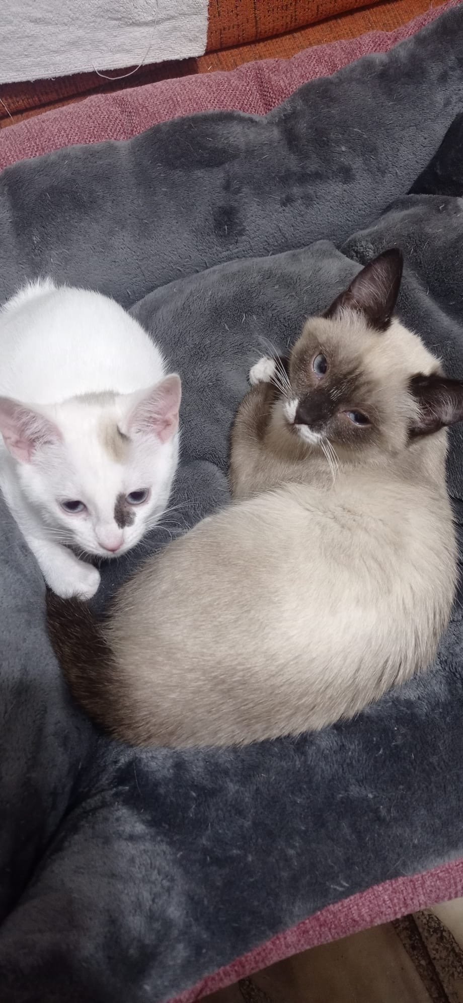 Dos gatitos, uno blanco con manchas moradas y otro beige con cara más oscura, descansando sobre una manta gris con bordes rojos.