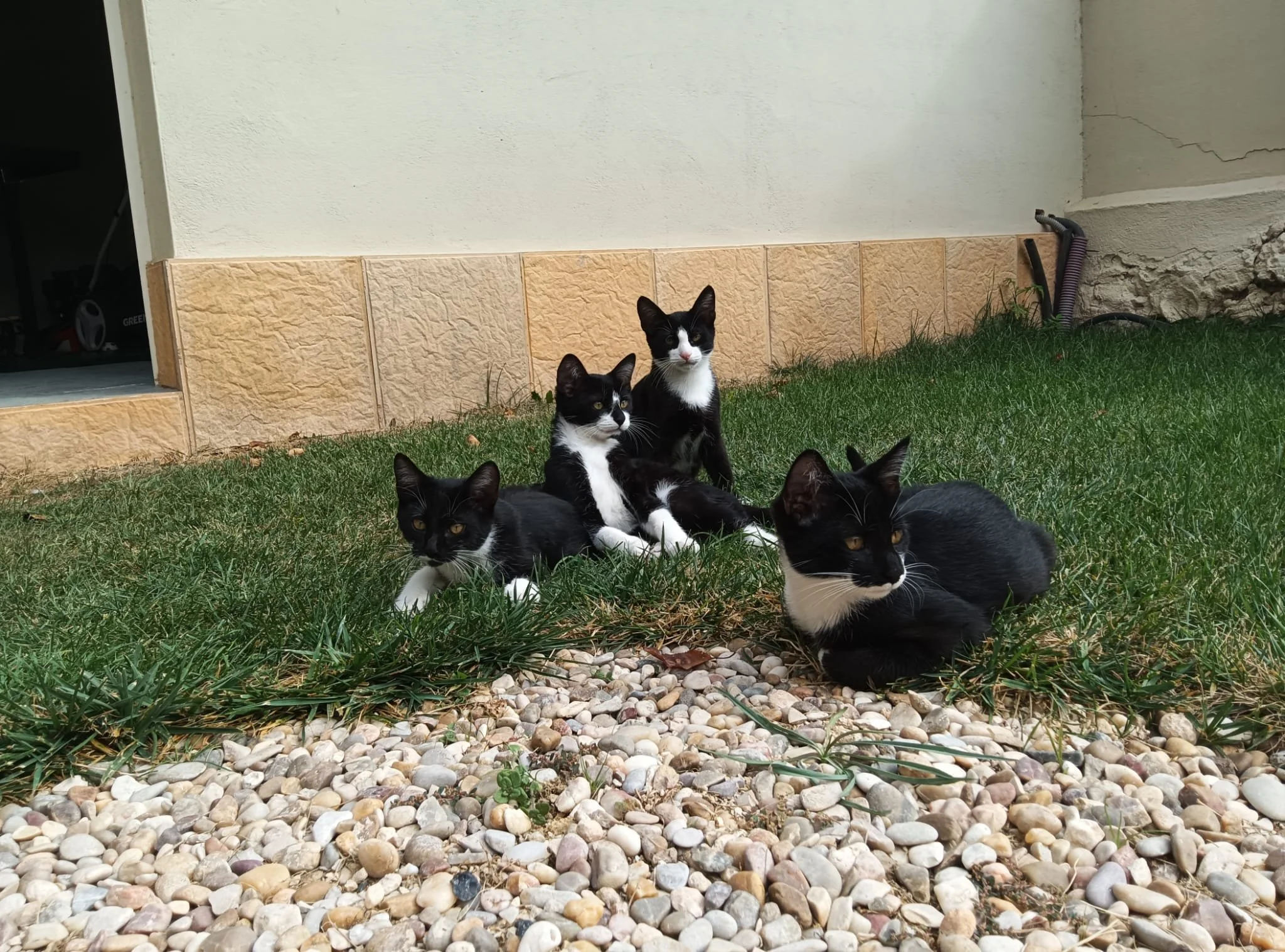 Cinco gatos negros y blancos descansando en un jardín con césped y piedras, junto a una pared de color beige.
