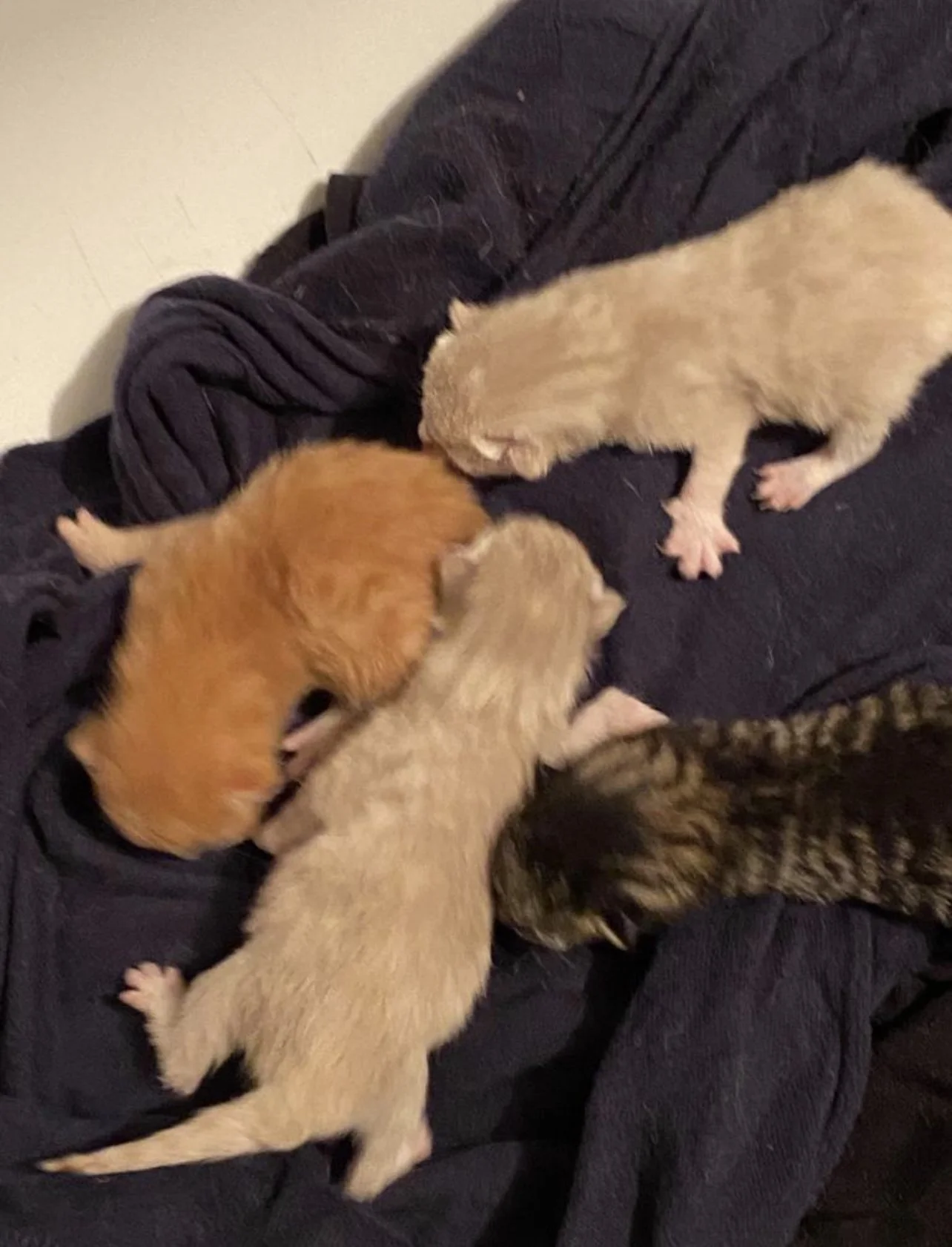 Cuatro crías de perros recién nacidos en un abrigo oscuro.
