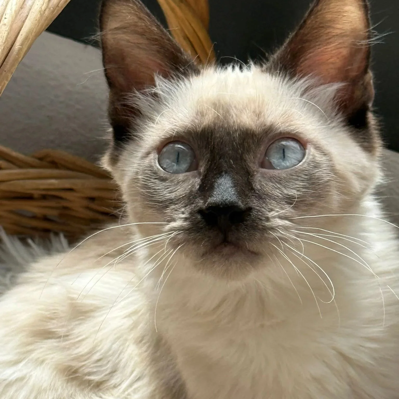 Gato cruce siames