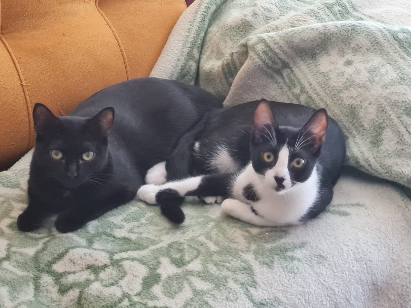 Dos gatos acostados en un sillón, uno negro y otro bicolor blanco y negro.