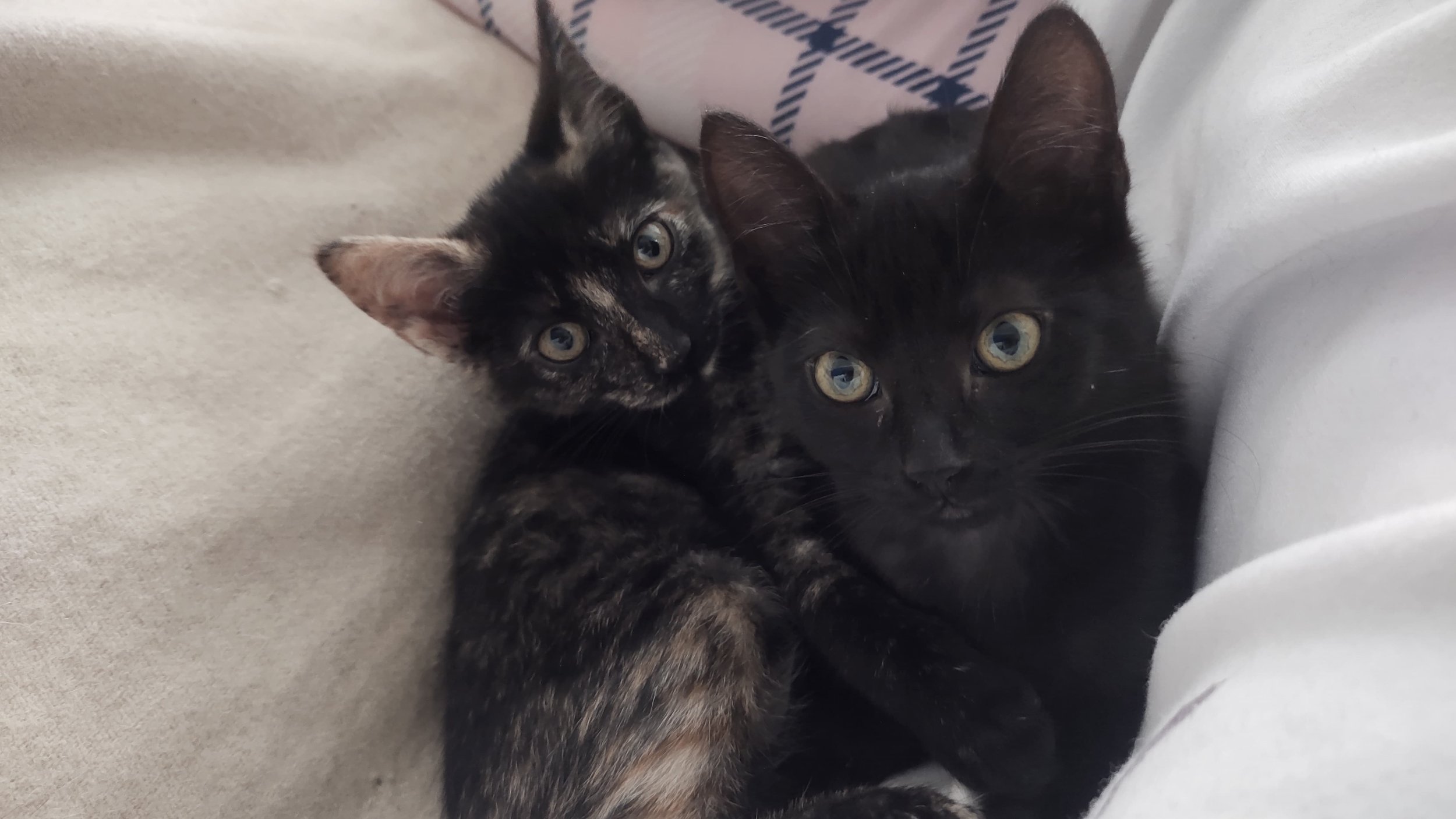Dos gatos, uno negro y uno con pelaje atigrado, acostados juntos en una superficie suave, mirando hacia la cámara.