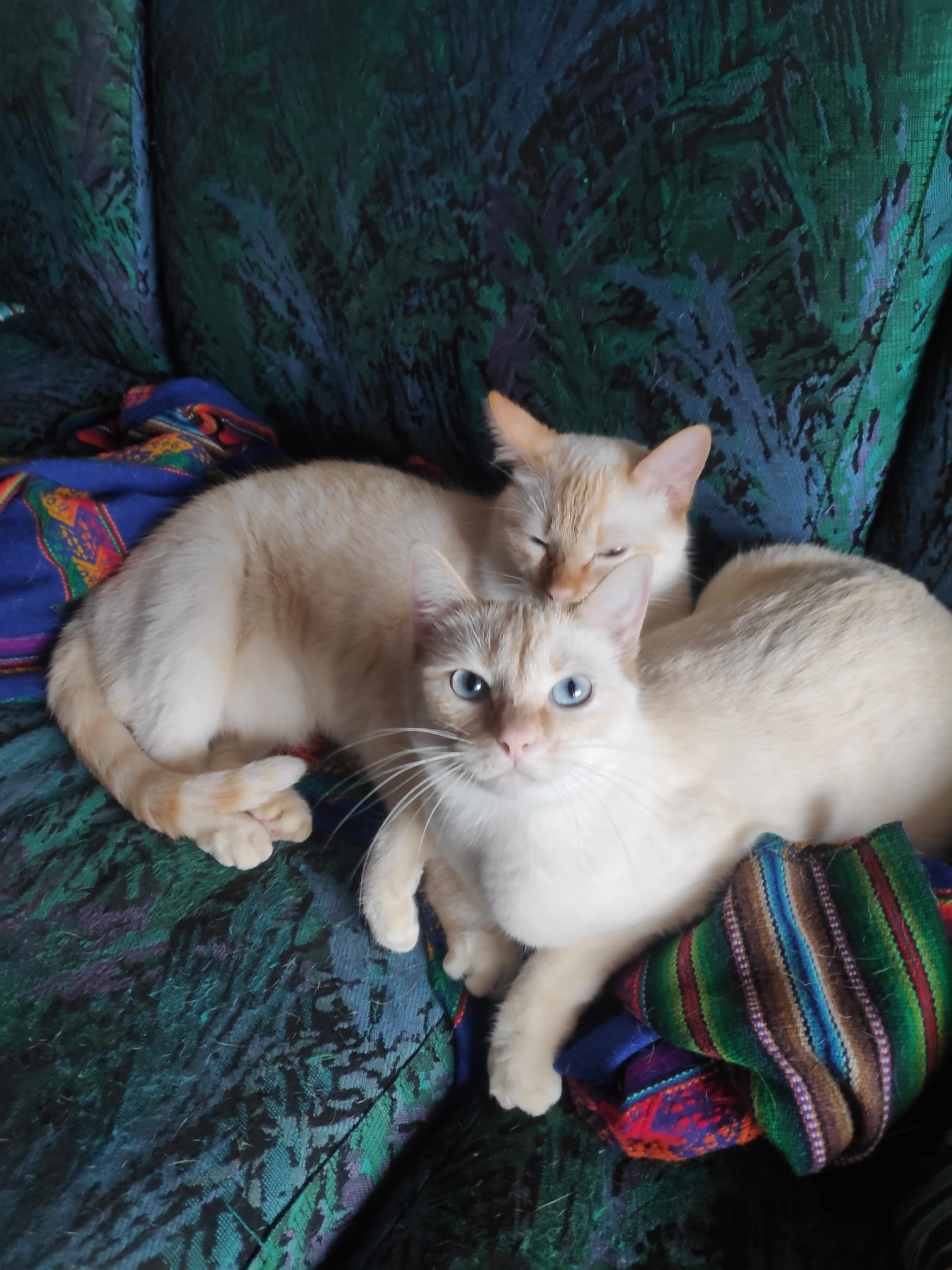 Dos gatos crema con azul en un sillón tapizado en tela con patrones verdes y azules, uno con ojos azules y otro cerrando los ojos.