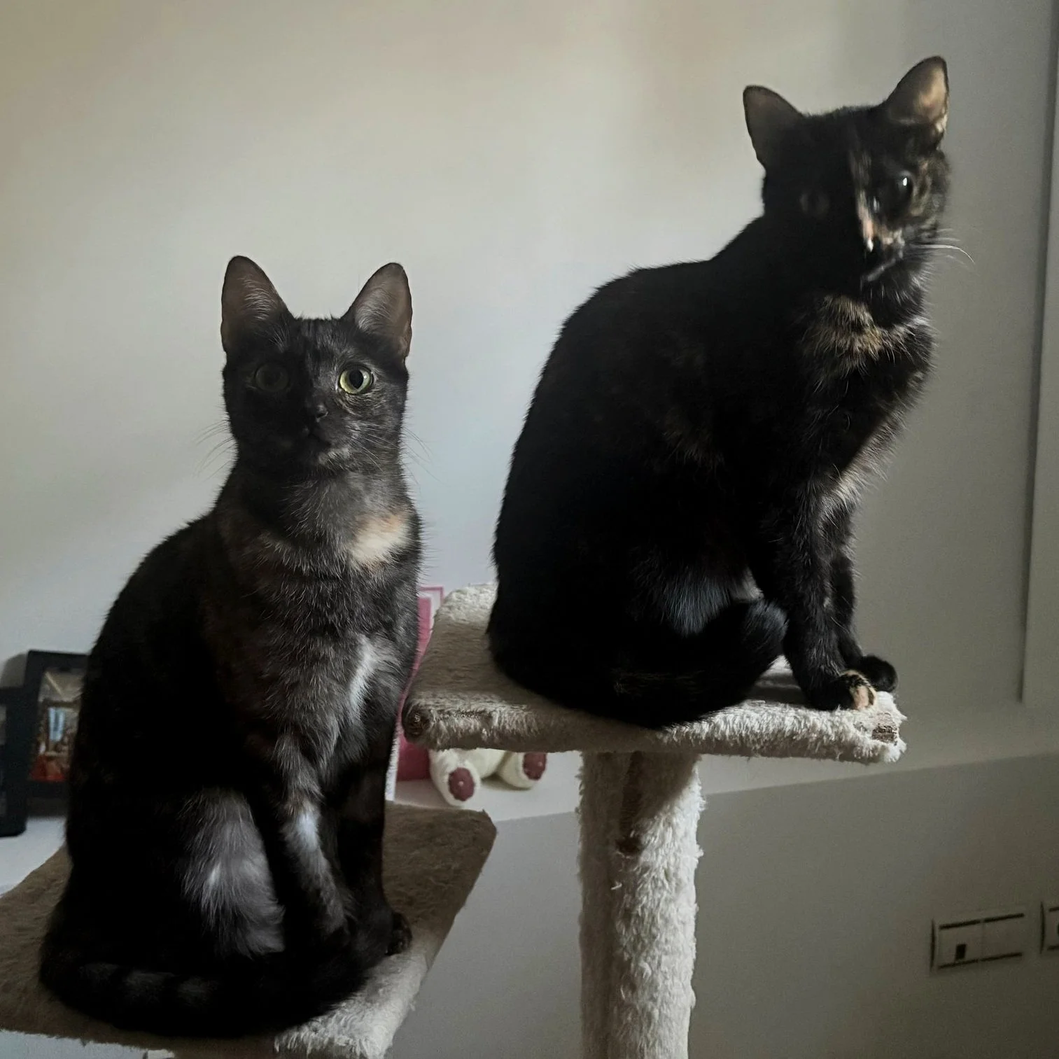 Dos gatos tortie en un árbol para gatos en interior