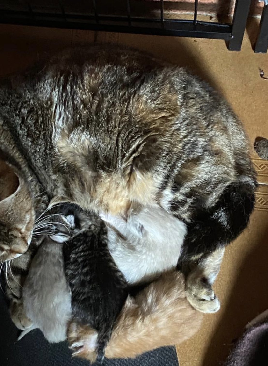 Una madre gata de pelaje atigrado cuidando y alimentando a tres gatitos pequeños, uno gris, uno negro y uno naranja, en un suelo de madera.