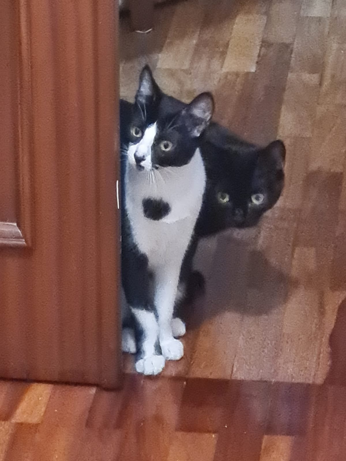 Dos gatos negros y blancos asomándose por debajo de un mueble de madera sobre un suelo de parquet.