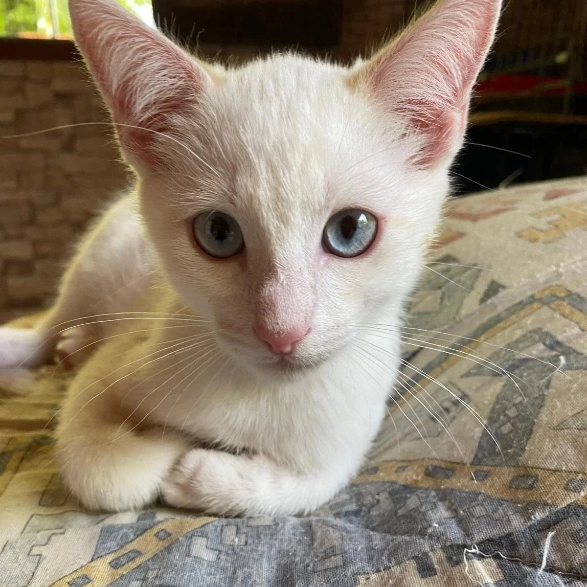 Un gato blanco con ojos azules entre hojas verdes y piedras en un entorno natural.