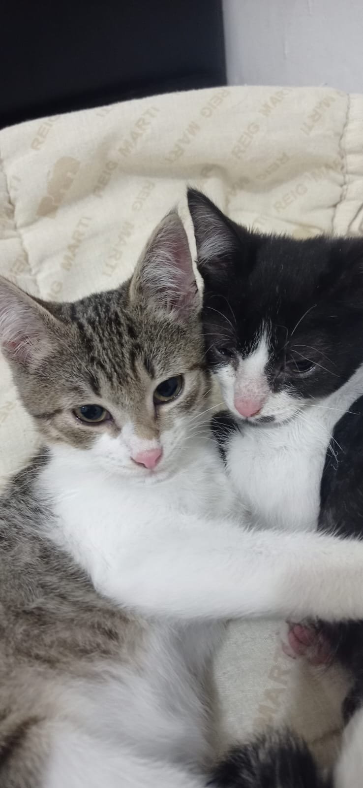 Dos gatitos, uno gris con blanco y otro negro y blanco, acostados juntos en una cama, acurrucados y observando hacia la cámara.