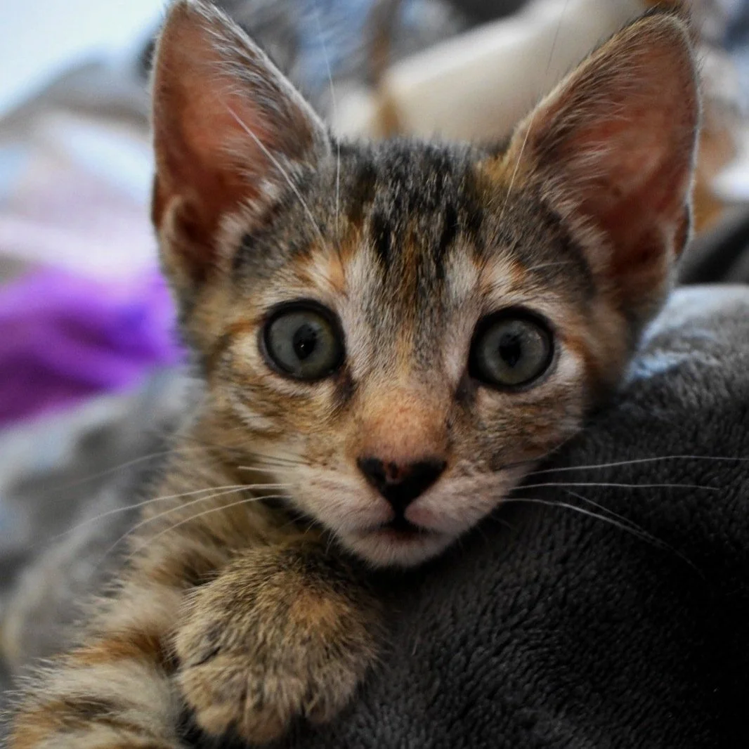 Gatito joven de pelaje atigrado con ojos grandes y expresivos, acostado sobre una superficie de tela gris.