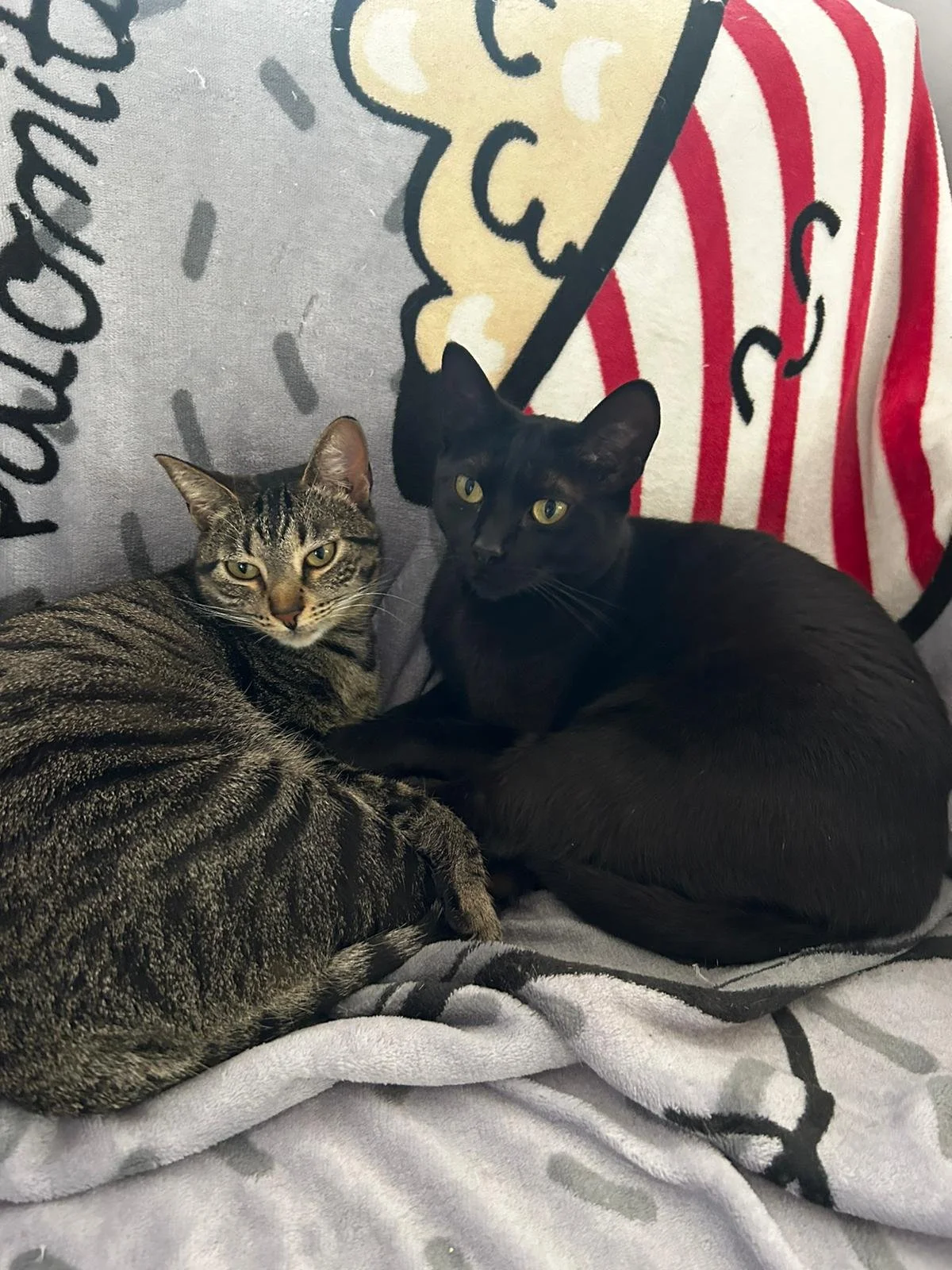 Dos gatos acostados sobre una manta gris, uno atigrado y otro negro, frente a una pared decorada con un mural de helado con colores y letras en español.