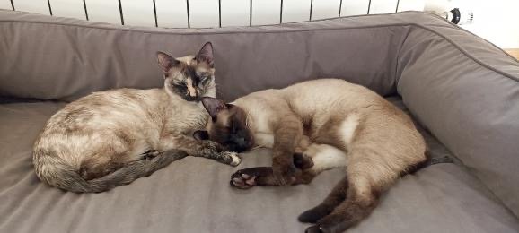 Dos gatos acostados en un sofá, uno con pelaje atigrado y el otro con pelaje beige, parecen estar acurrucados y descansando juntos.