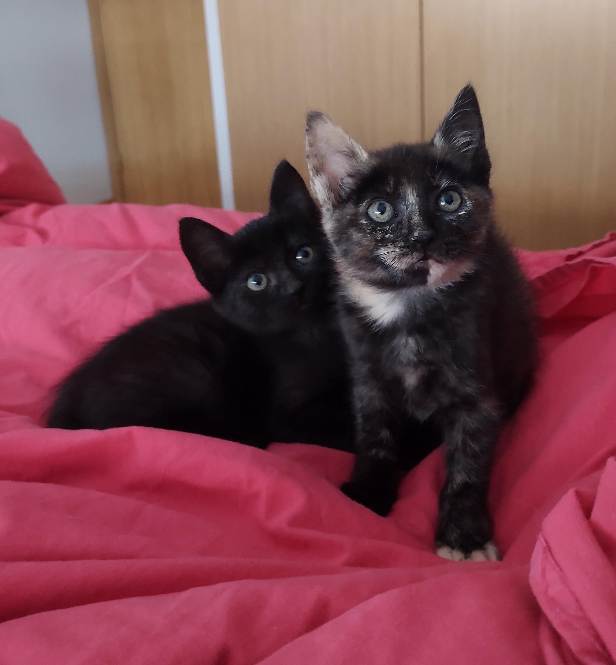 Dos gatitos, uno negro y uno atigrado, en una cama con sábanas rosadas.