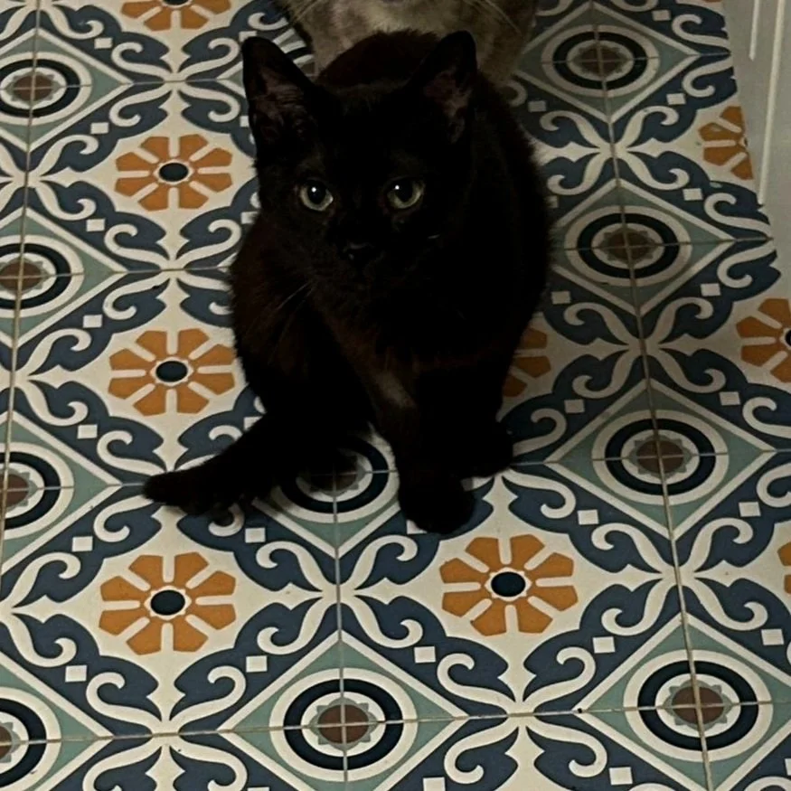Gato negro sentado en un suelo de azulejos decorativos en tonos naranja, azul y blanco.