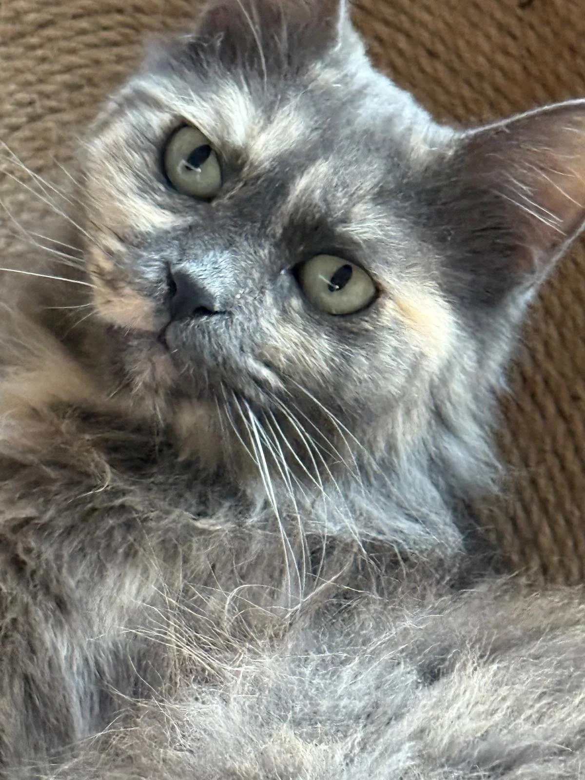 didi (8).jpeg