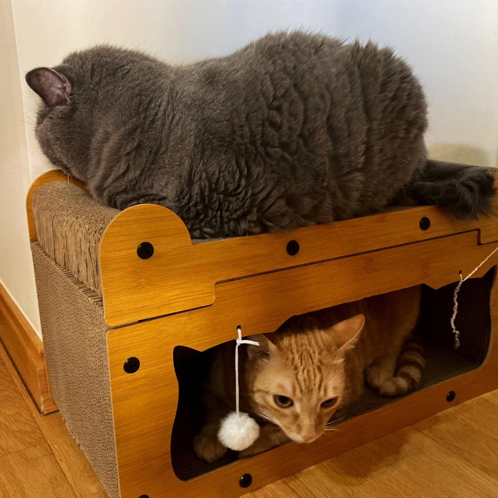 Dos gatos, uno gris y uno atigrado, descansando en un mueble de madera.