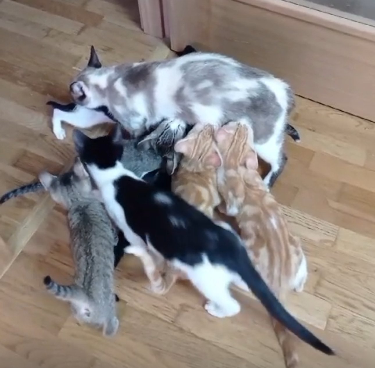 Seis gatos de diferentes colores y patrones jugando en un piso de madera.