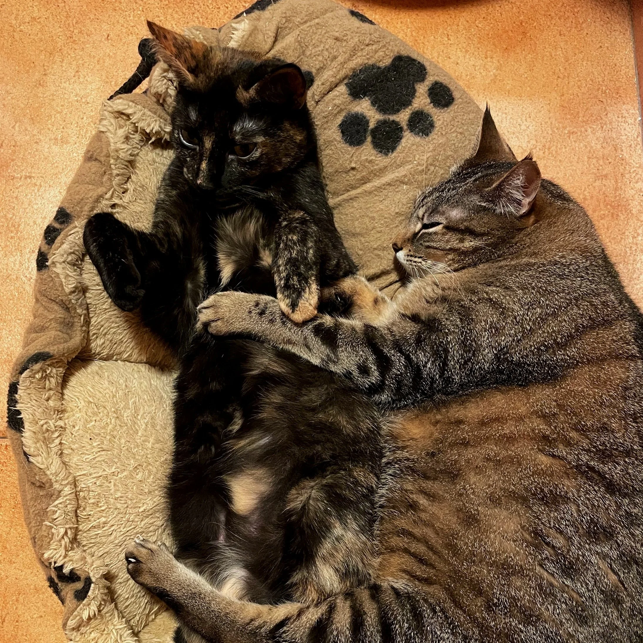 Dos gatos acostados en una cama, uno negro y otro atigrado.