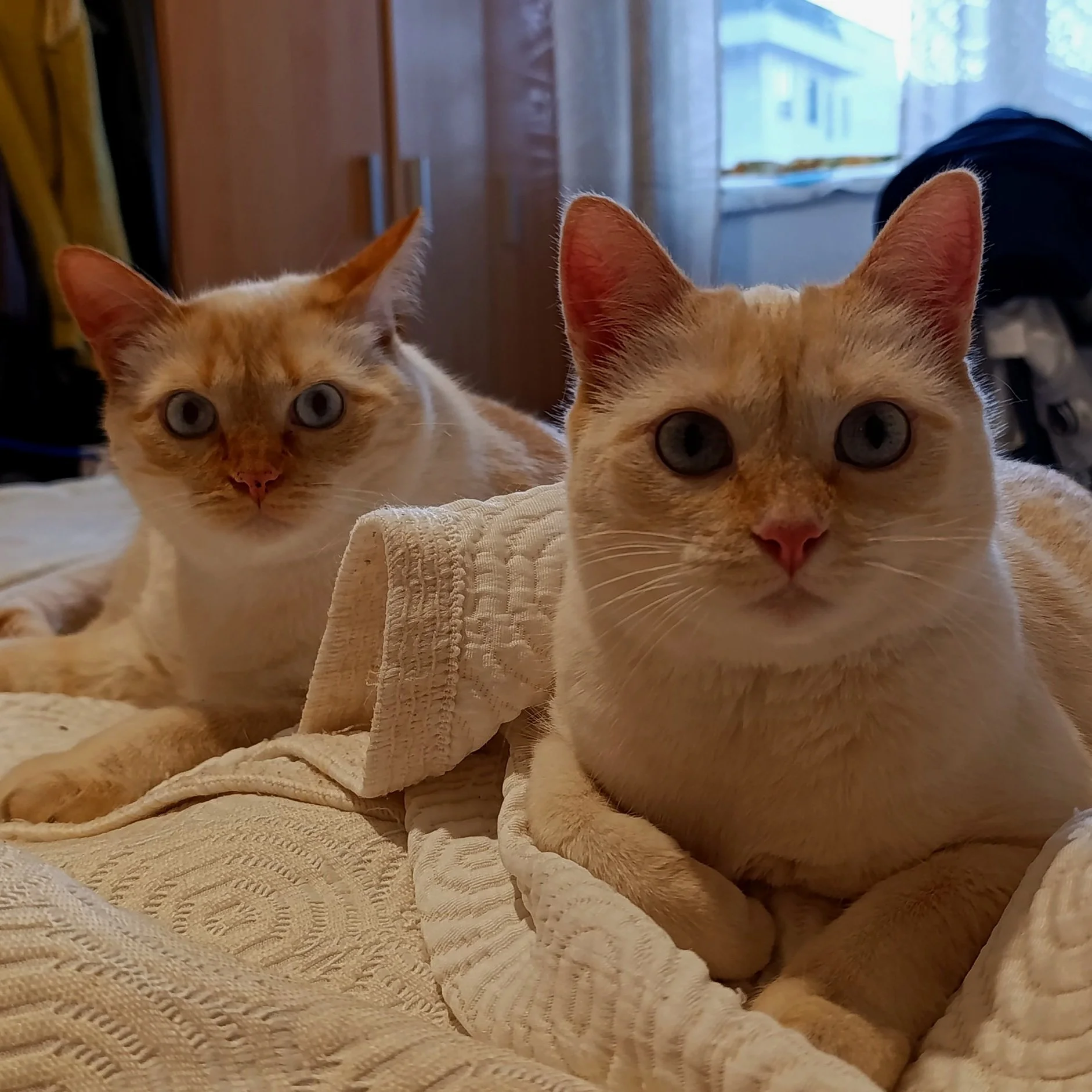 Dos gatos de color crema con ojos azules, uno en primer plano y otro detrás, en una habitación con cortinas y muebles.