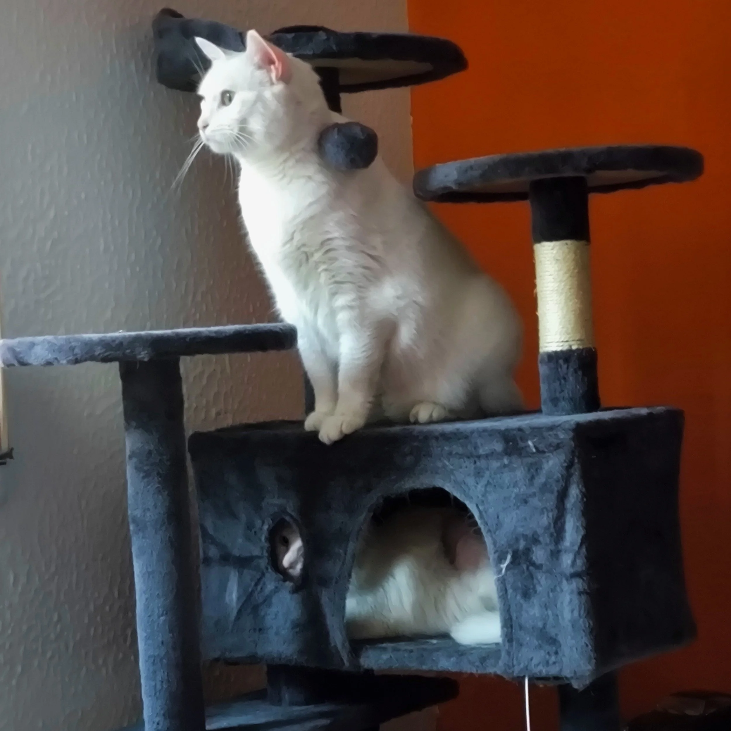 Gato blanco sobre un árbol de gatos en interiores