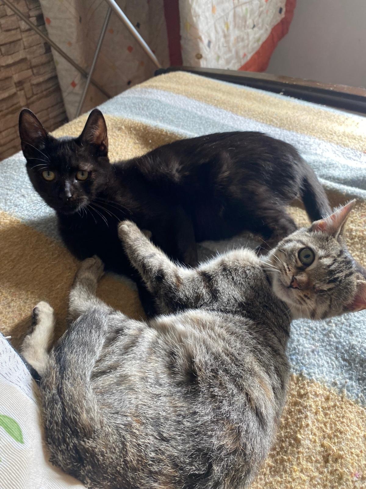 Dos gatos acostados en una cama, uno negro con ojos amarillos y uno gris con rayas, en un ambiente interior.