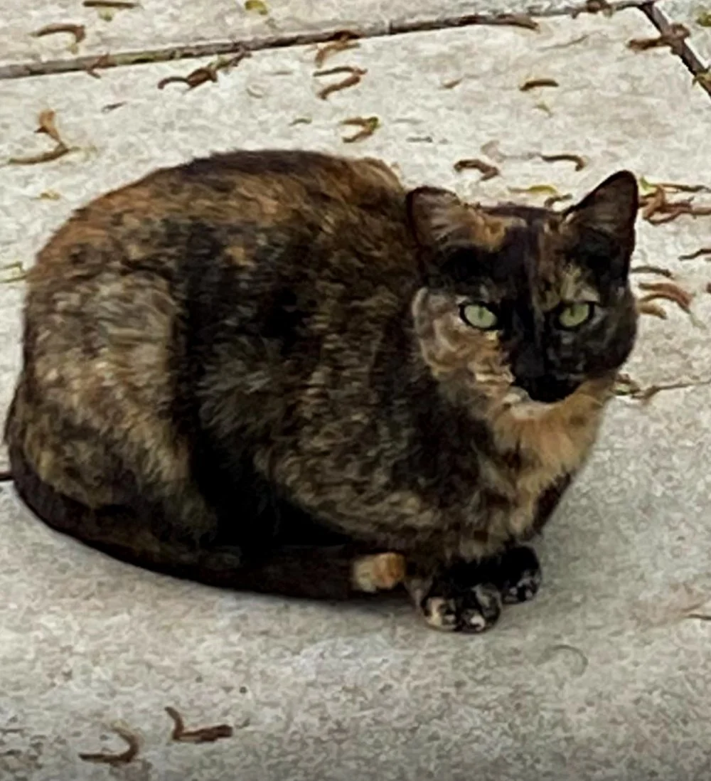 Gata de pelaje atigrado sentado en una acera con hojas secas alrededor.