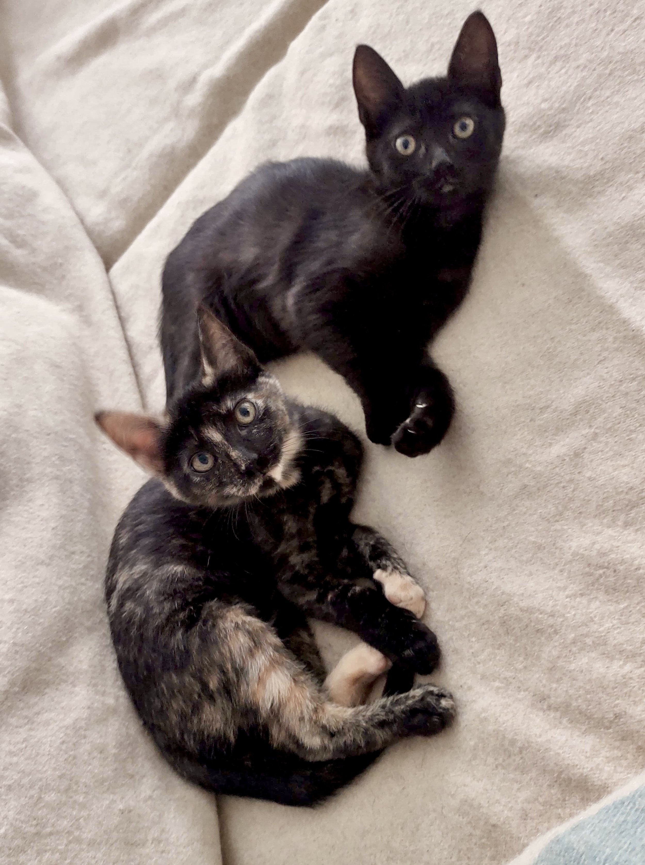 Dos gatos, uno negro y otro atigrado, tumbados en un sofá beige.