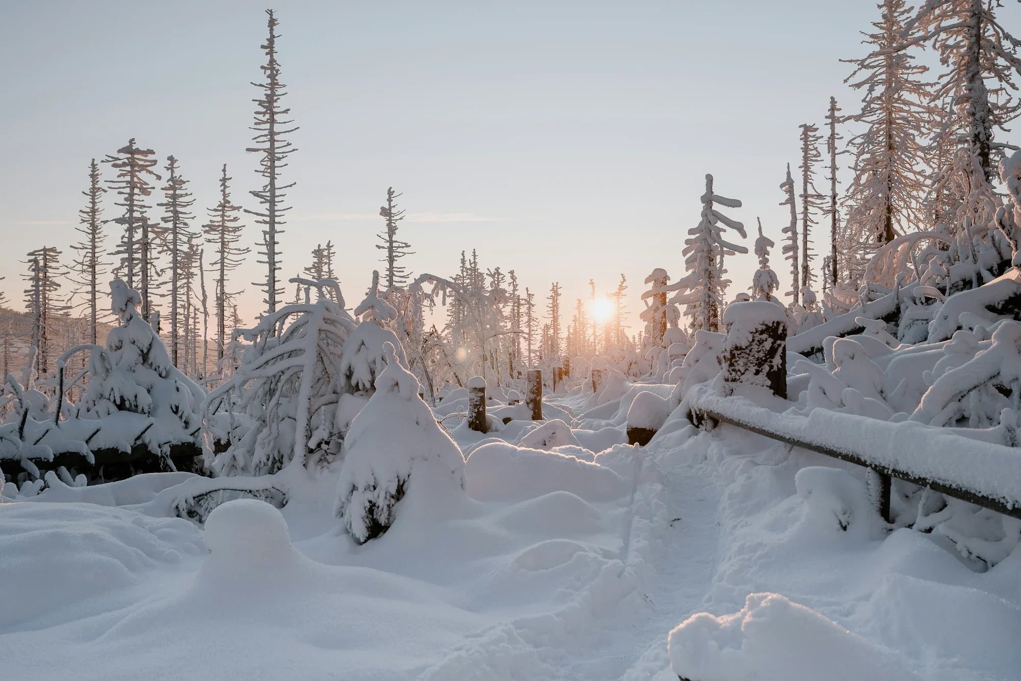 Snow-covered forest with tall trees and a fence, with the sun setting or rising in the background.