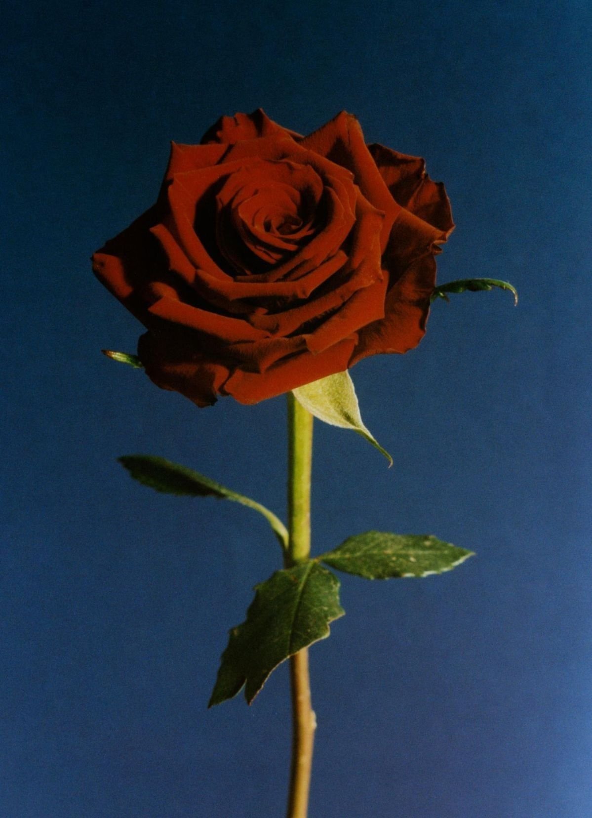 My Top 5 Aphrodisiac Herbs That Help You Fuck Like the Government: