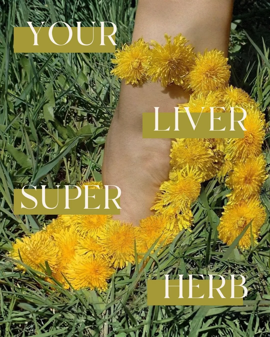 I&rsquo;m really excited for you and your liver to be living your best life. 

Want a free urban foraging guide to help you harvest dandelion this spring? I&rsquo;ll share if ya want it, just leave a 🌼 down below.