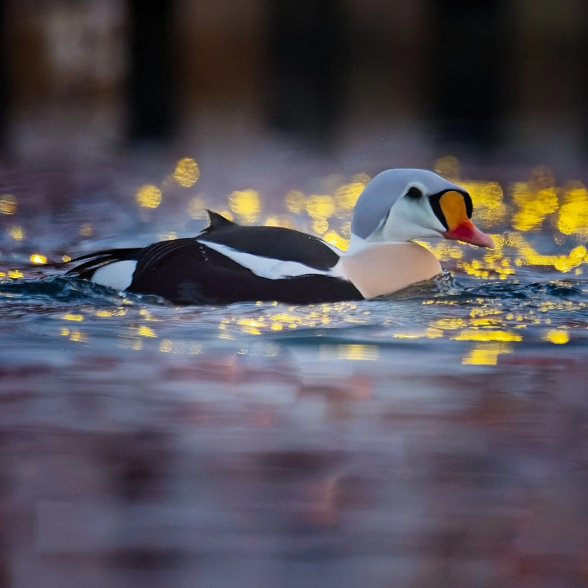 Eiders_200226 1.jpg